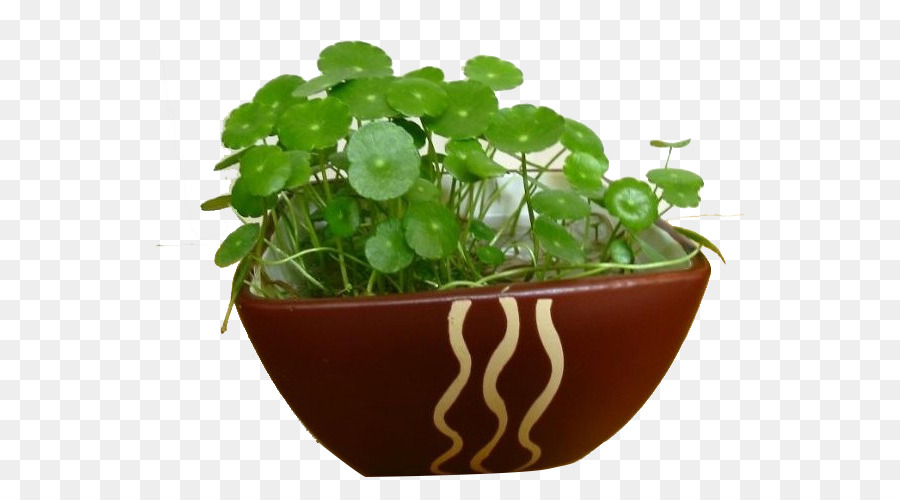 Plante En Pot，Vert PNG