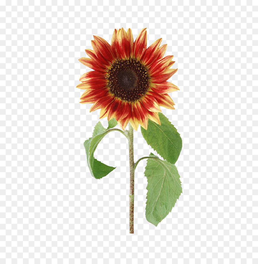 Tournesol，Fleur PNG