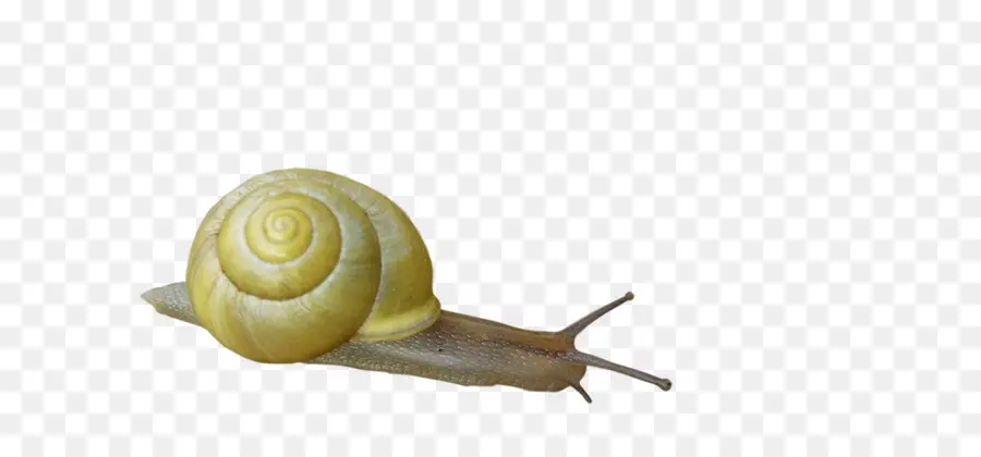 Escargot，Coquille PNG