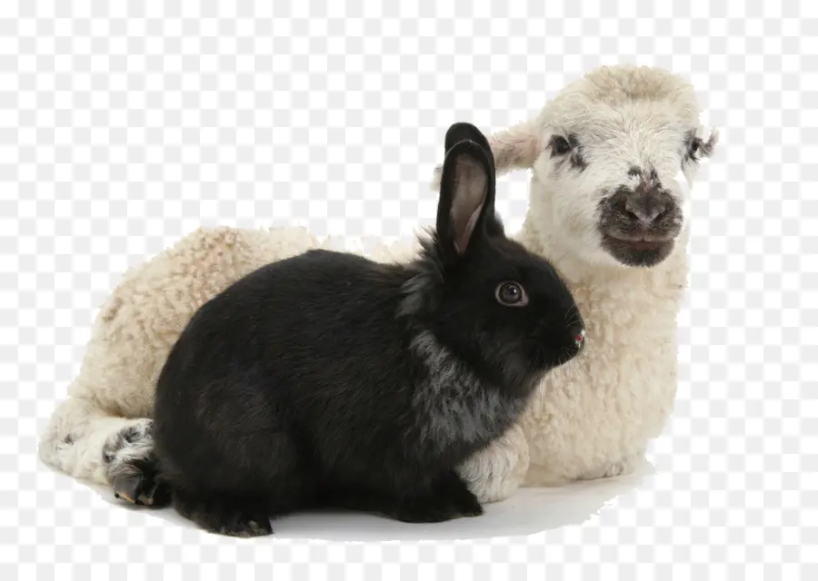 Lapin Et Agneau，Animaux De Compagnie PNG