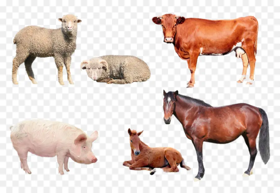 Animaux De La Ferme，Mouton PNG