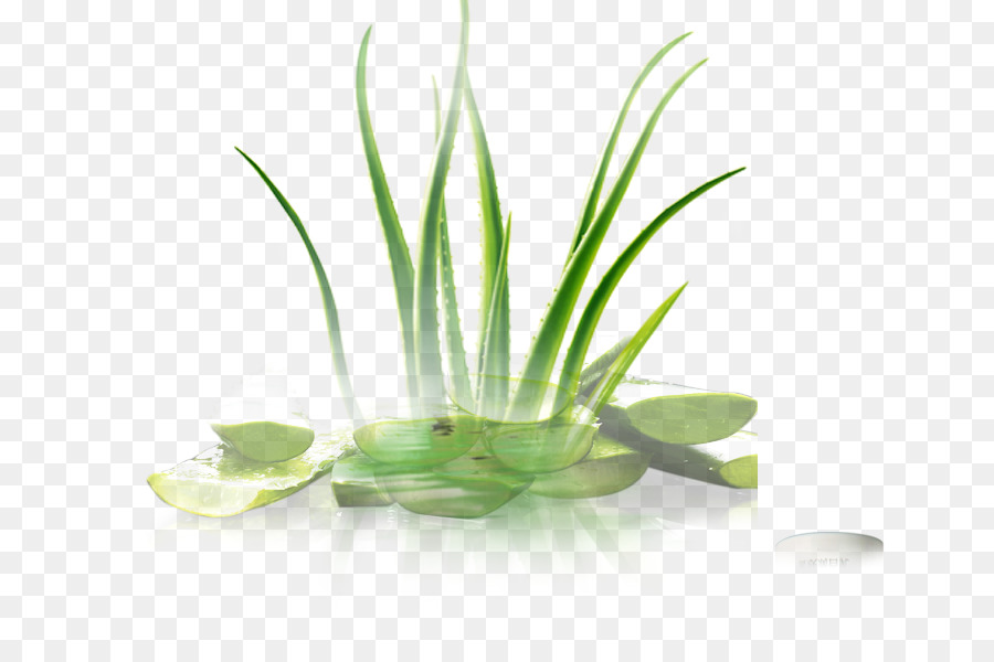 Herbe，Vert PNG