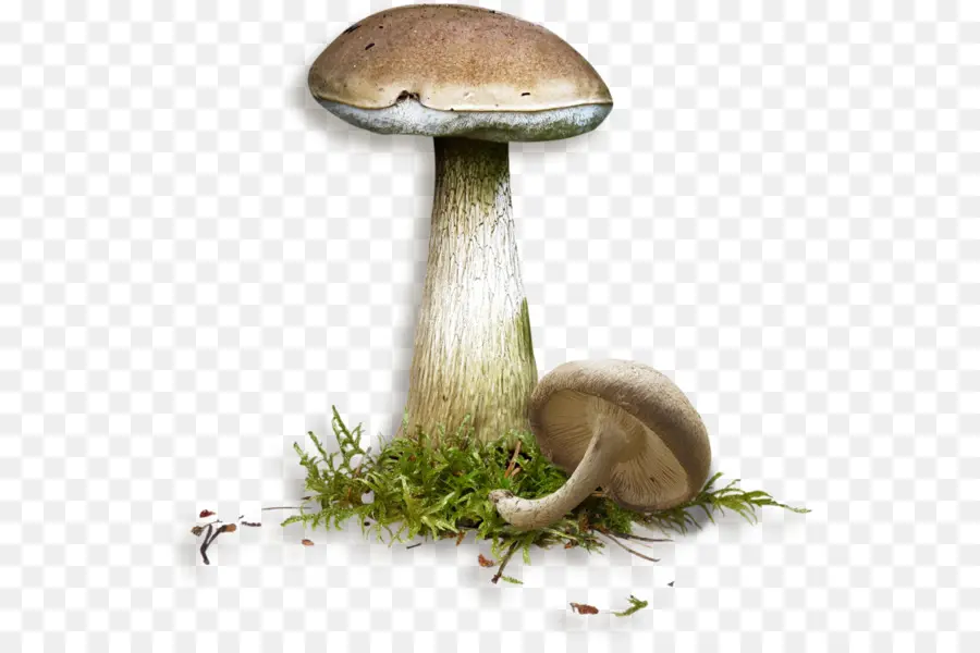 Champignon，Nature PNG