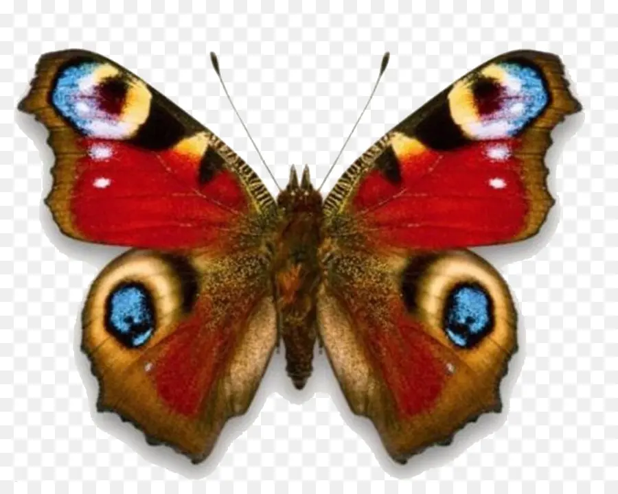 Papillon，Amiral Rouge PNG