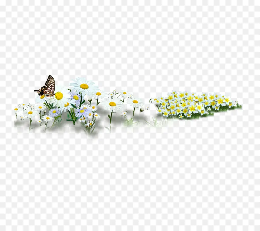 Marguerites Et Papillons，Fleurs PNG