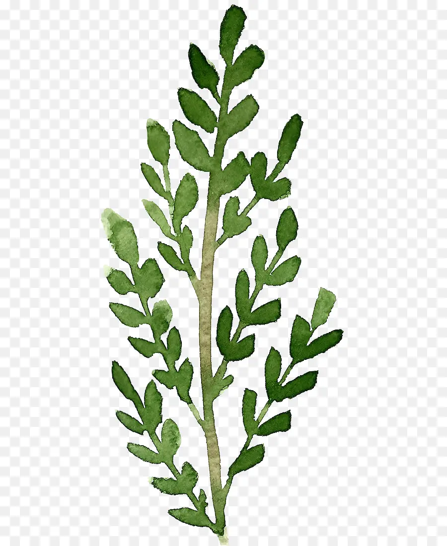 Plante Verte，Feuilles PNG