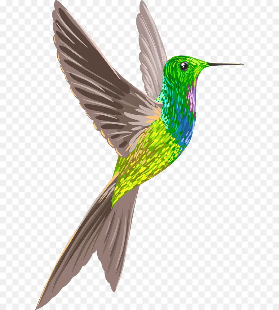 Colibri，Oiseau PNG