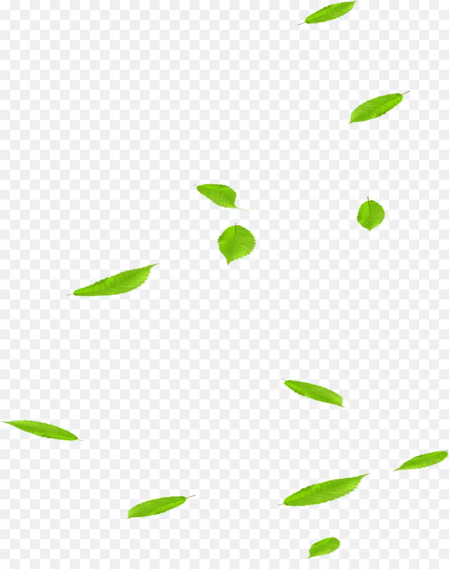 Feuilles，Vert PNG