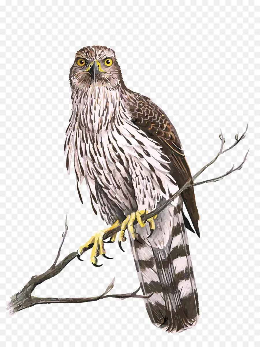 Hibou，Oiseau PNG