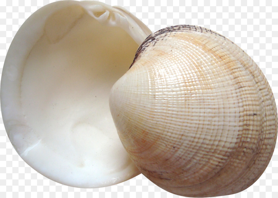 Coquillage，Coquille PNG