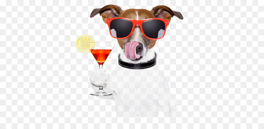 Chien Avec Des Lunettes De Soleil，Cocktail PNG