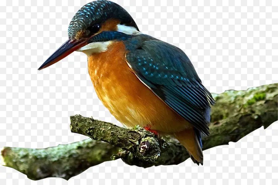 Oiseau，Kingfisher PNG