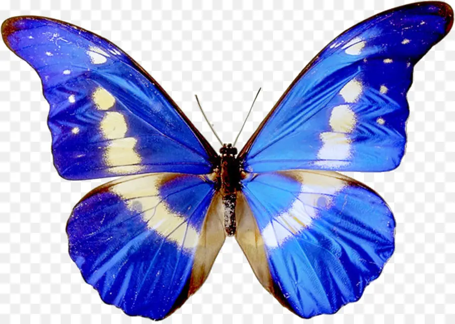 Papillon Bleu，Ailes PNG