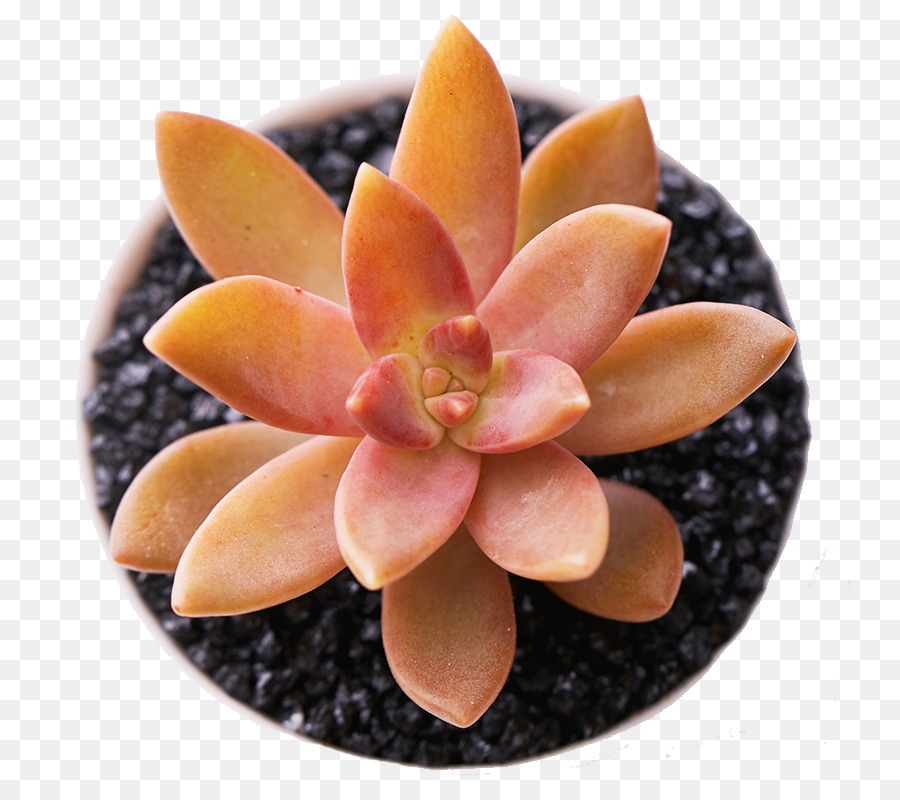 Aloe Vera，Plante Succulente PNG