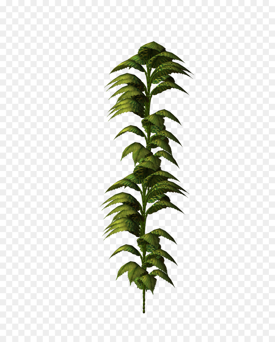 Plante Verte，Feuillage PNG