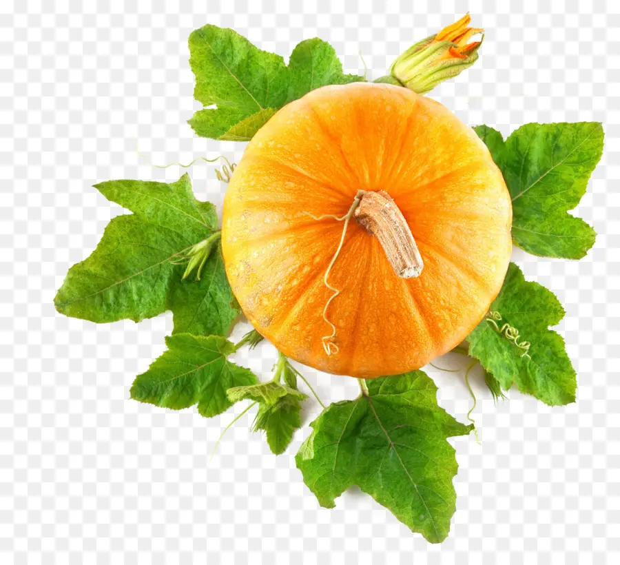 Citrouille，Feuilles PNG