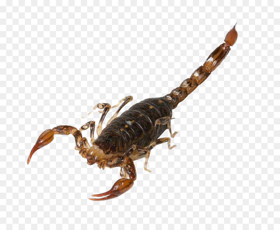 Scorpion，Queue PNG