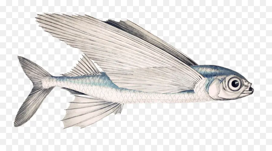 Poisson Volant，Océan PNG