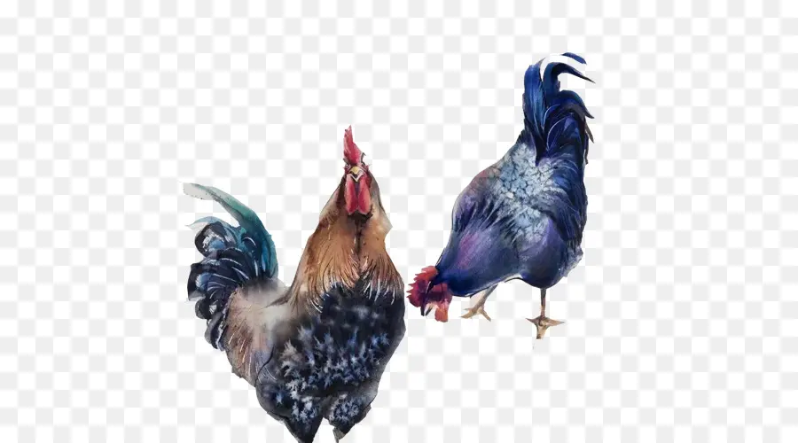 Poulets，Coq PNG