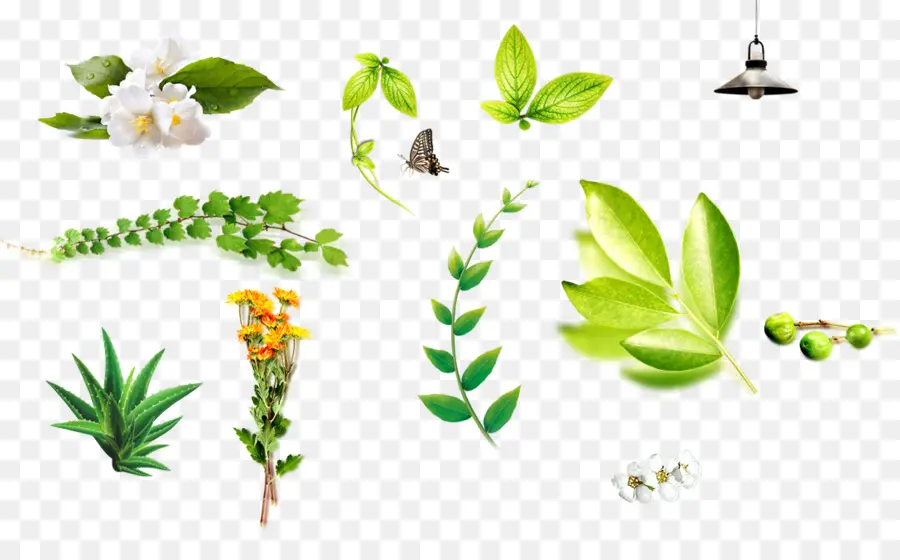 Feuilles Vertes，Plantes PNG