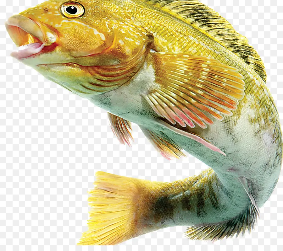 Poisson，Aquatique PNG