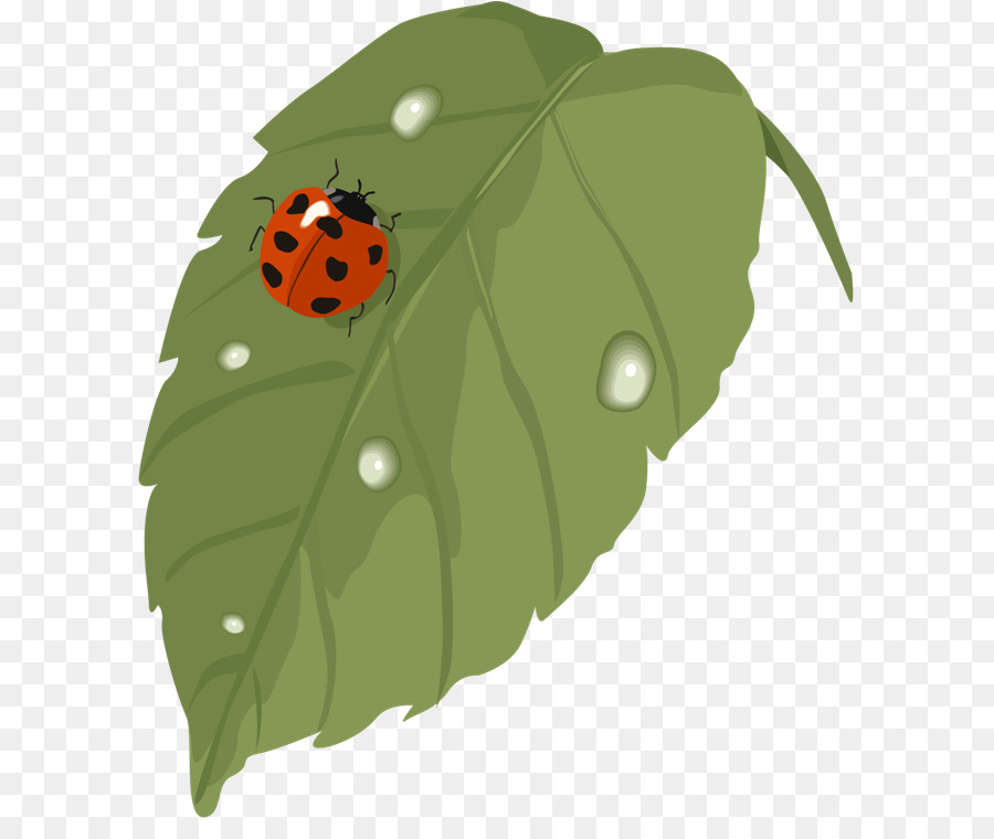 Coccinelles，Feuille PNG