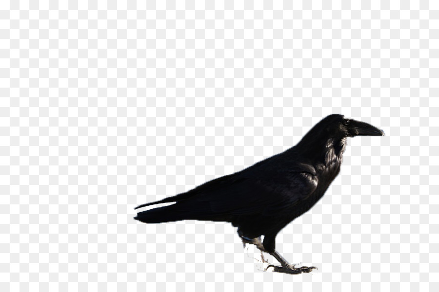 Corbeau，Noir PNG