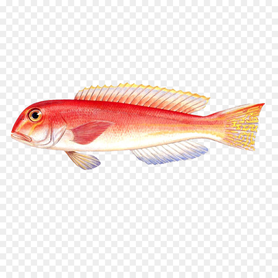 Classique Des Montagnes Et Des Mers，Poisson PNG