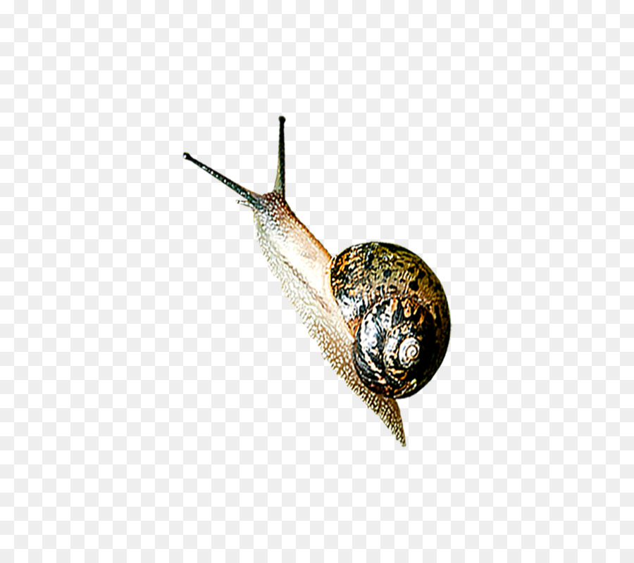 Escargot Brun，Coquille PNG