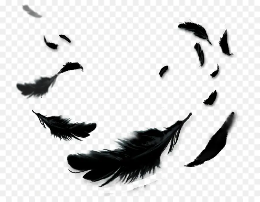 Plumes Noires，Noir PNG