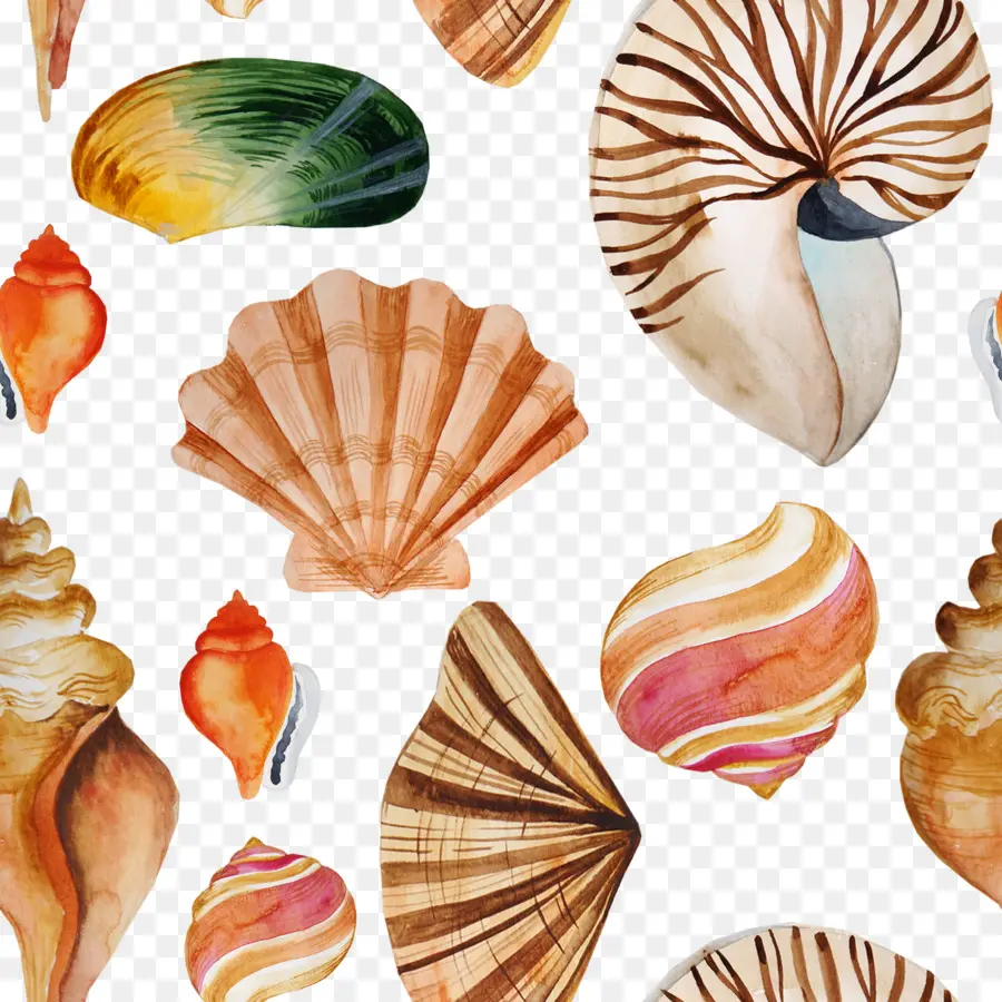 Coquille，Textile PNG