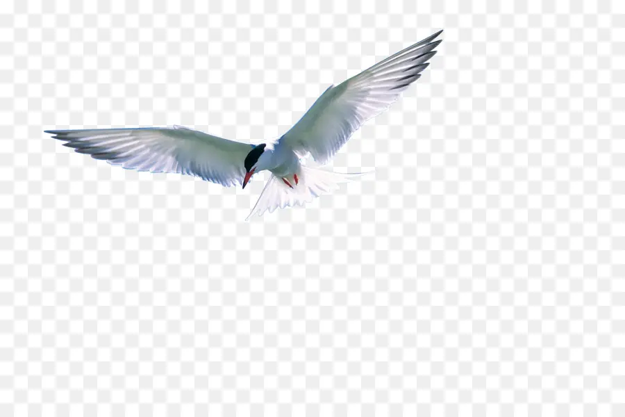 Oiseau Volant，Ailes PNG