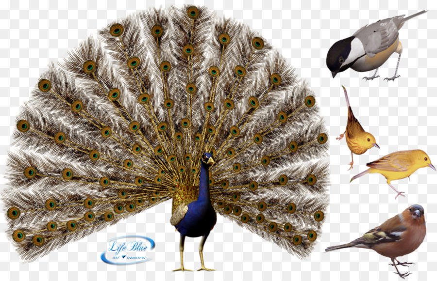 Paon，Plumes PNG