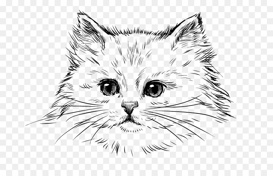 chat persan chaton dessin png chat persan chaton dessin transparentes png gratuit chat persan chaton dessin png chat