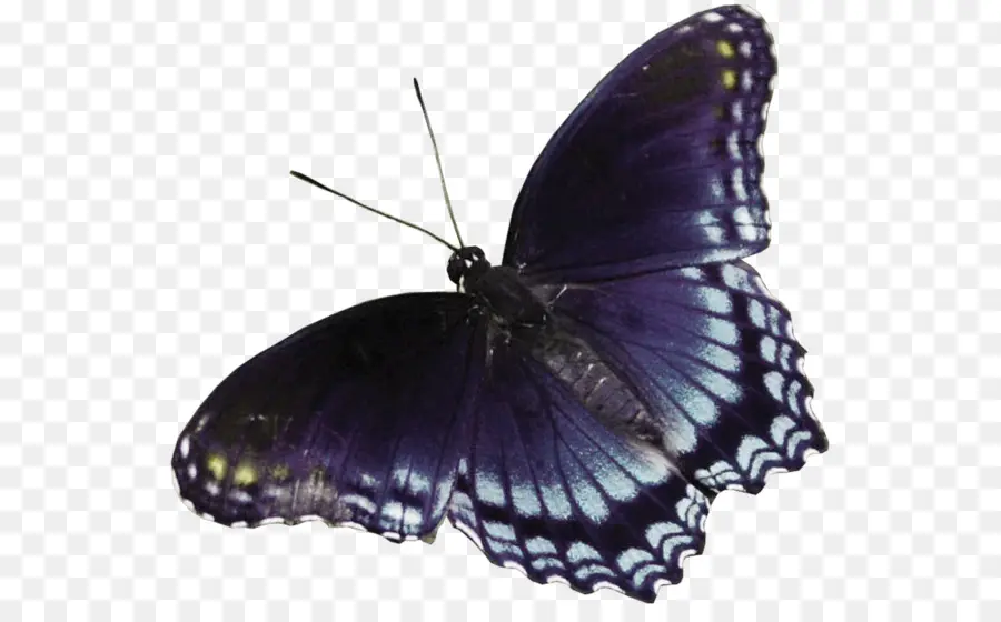 Papillon Bleu，Ailes PNG