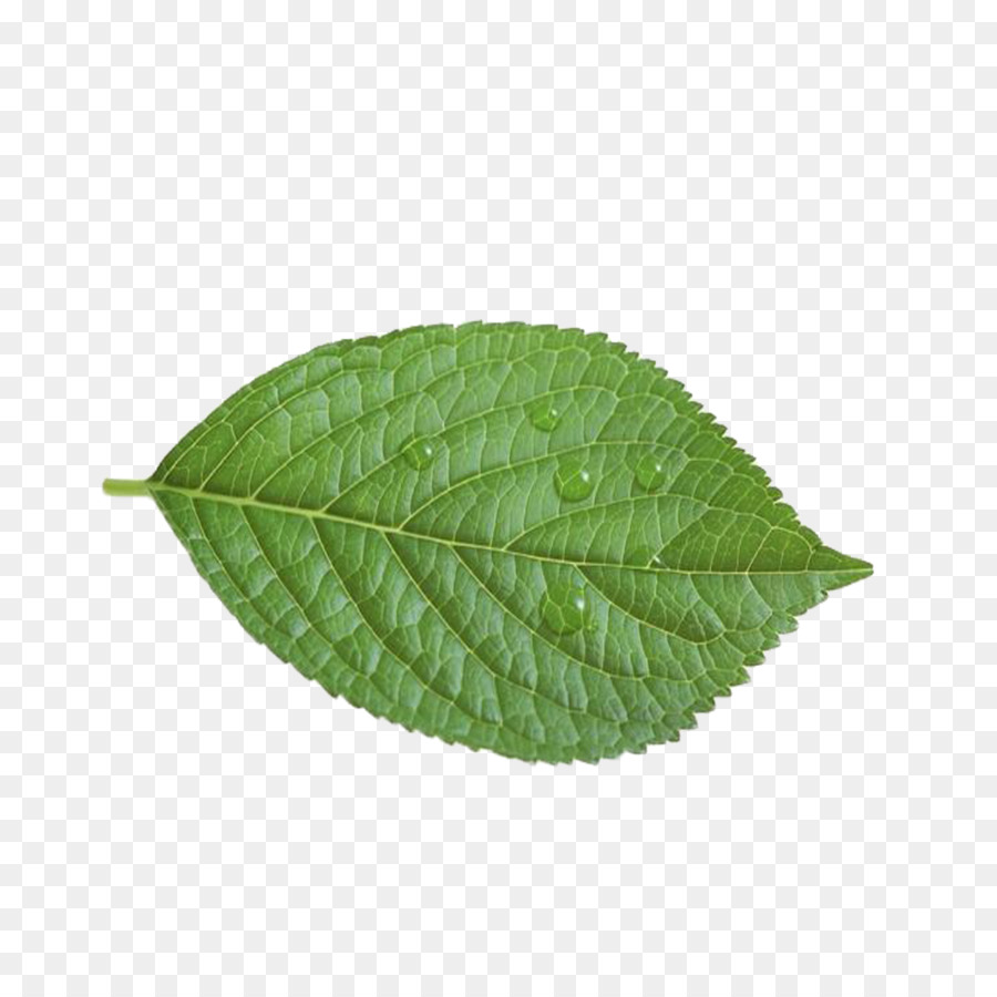 Feuilles Vertes，Feuillage PNG