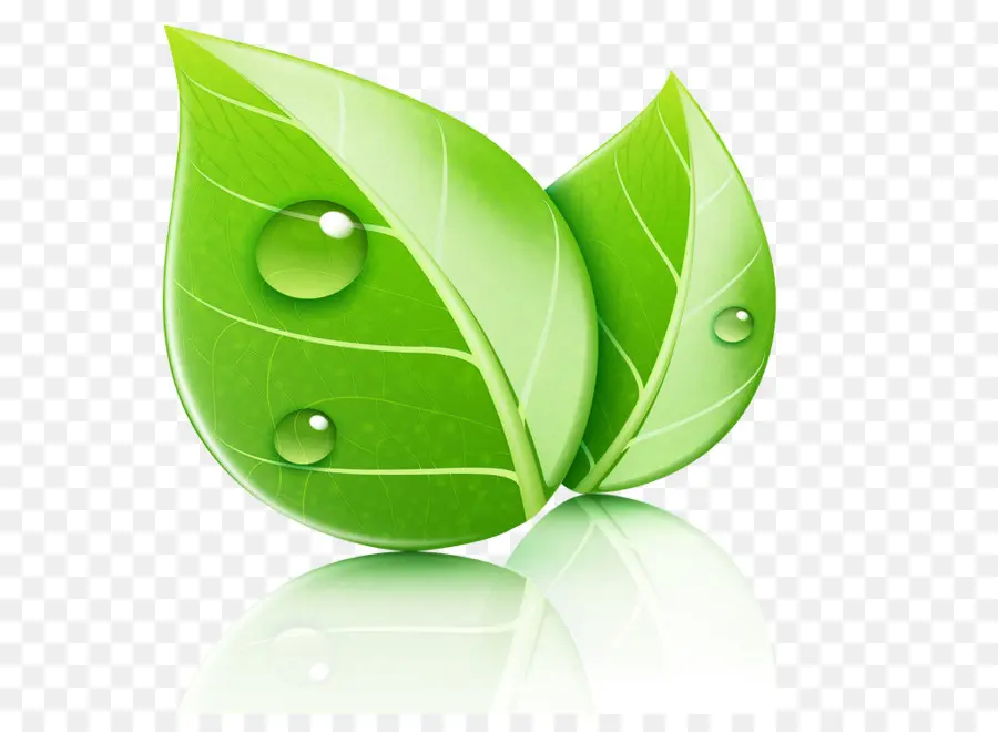 Feuille Verte，Nature PNG