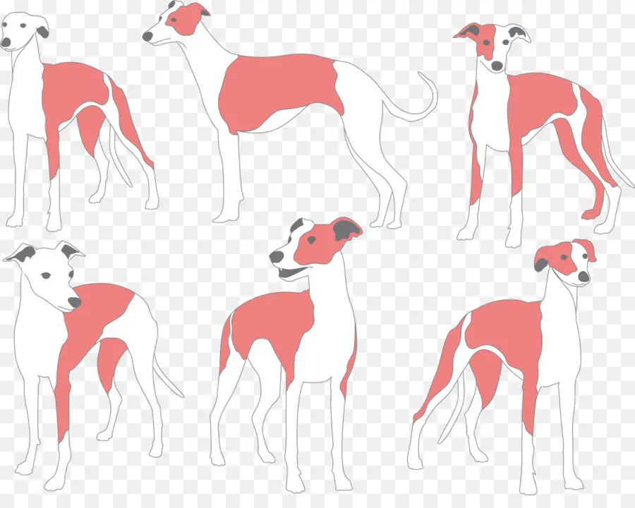 Chiens，Whippet PNG