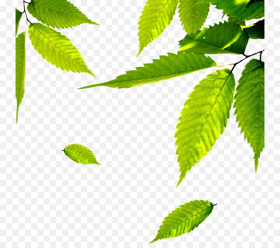 Feuilles Vertes，Bifurquer PNG