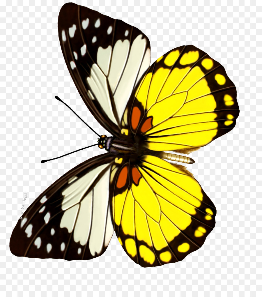 Papillon，Ailes PNG