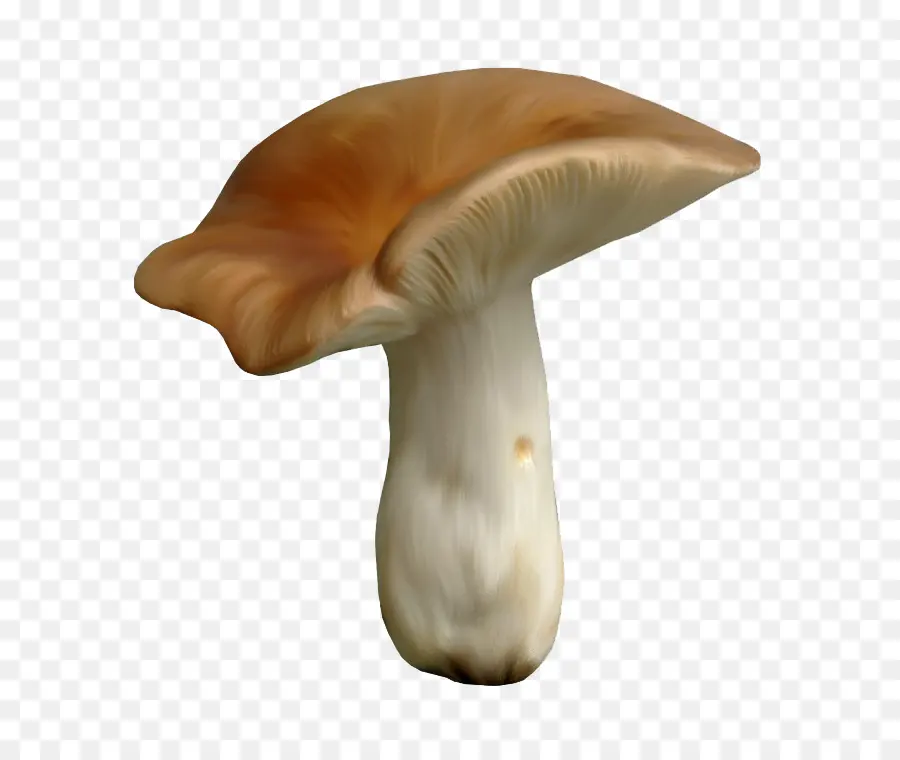 Champignon，Champignon Comestible PNG