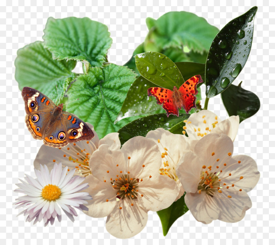 Papillon，Plante PNG