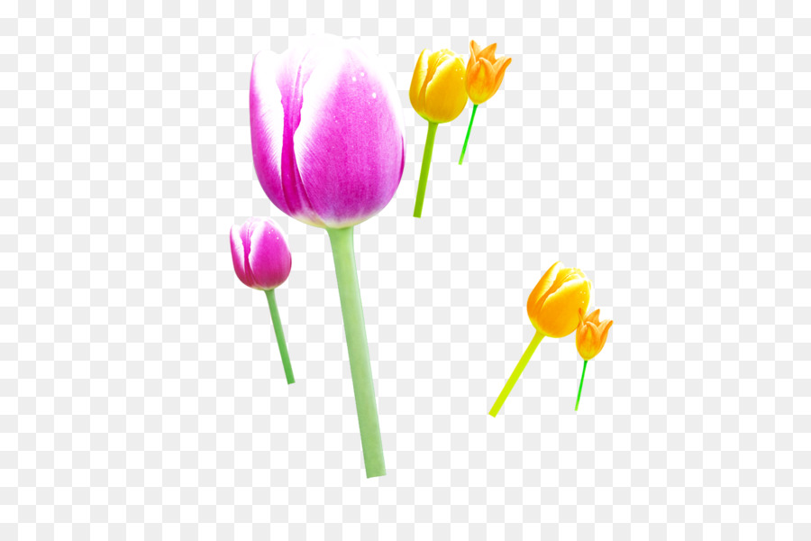 Tulipe，Fleur PNG