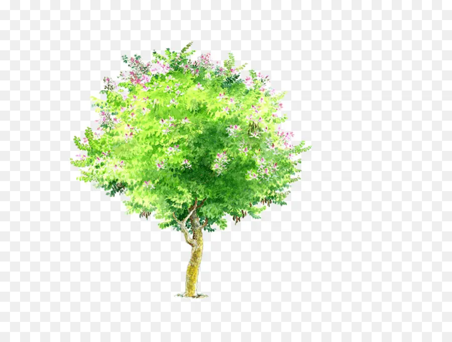 Arbre Vert，Nature PNG