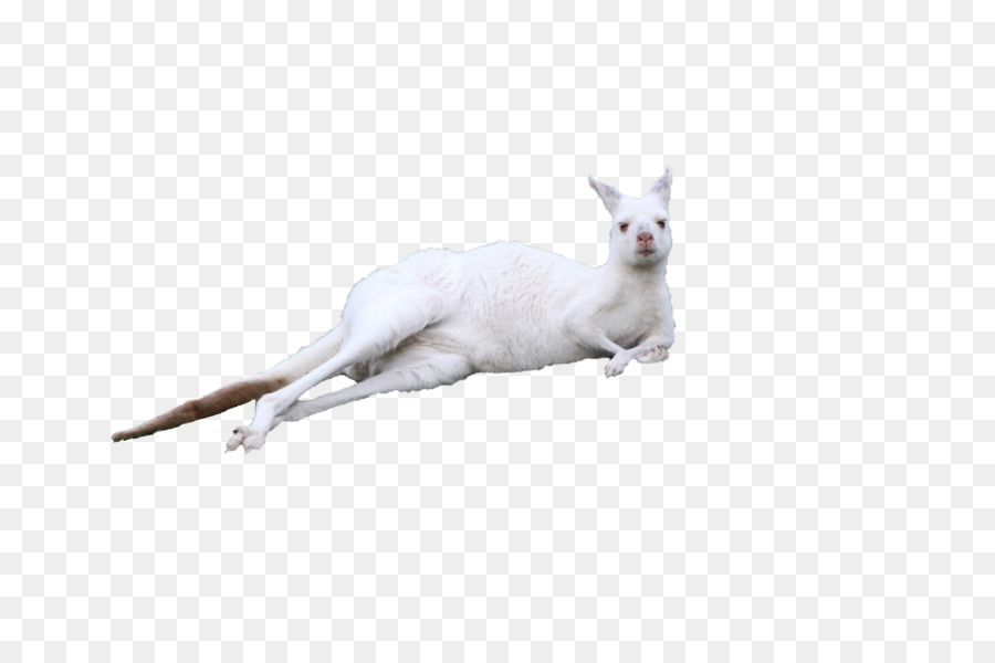 Kangourou，Blanc PNG