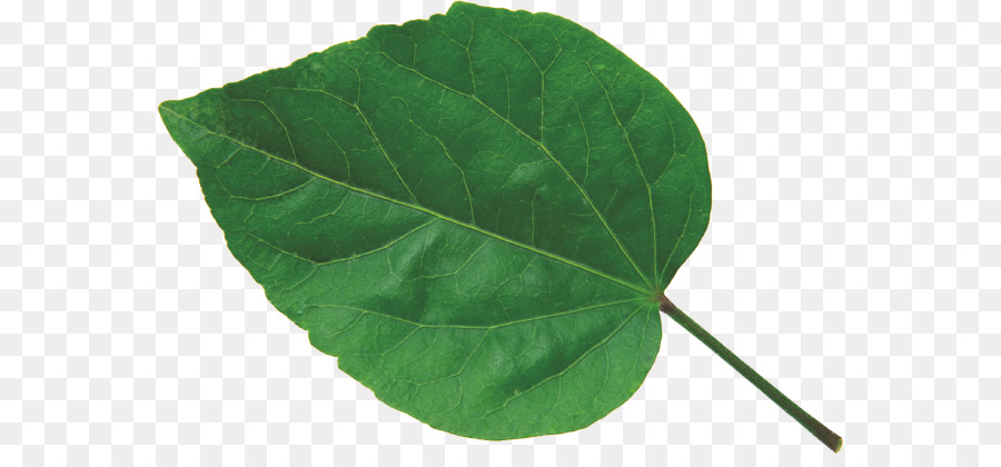 Feuille Verte，Usine PNG