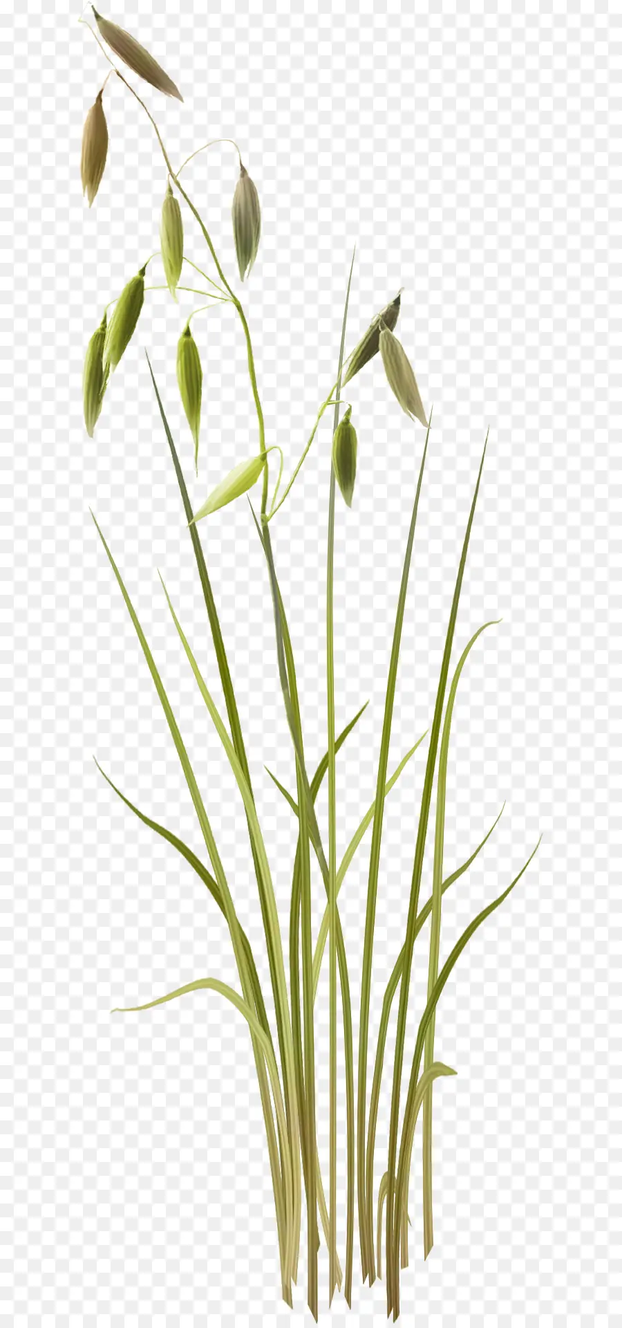 Plante Verte，Herbe PNG