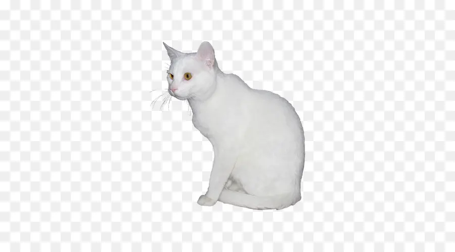 Chat Blanc，Animal De Compagnie PNG