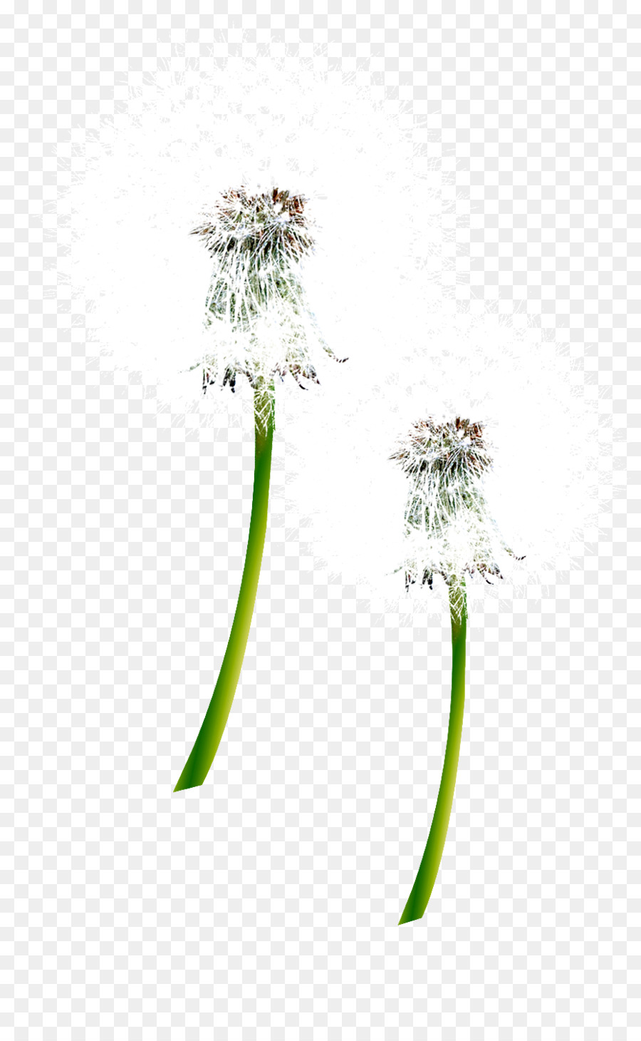 Pissenlits，Fleur PNG