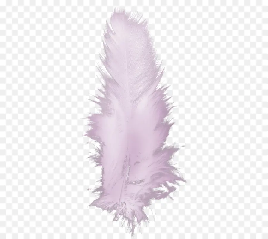 Plume Violette，Doux PNG